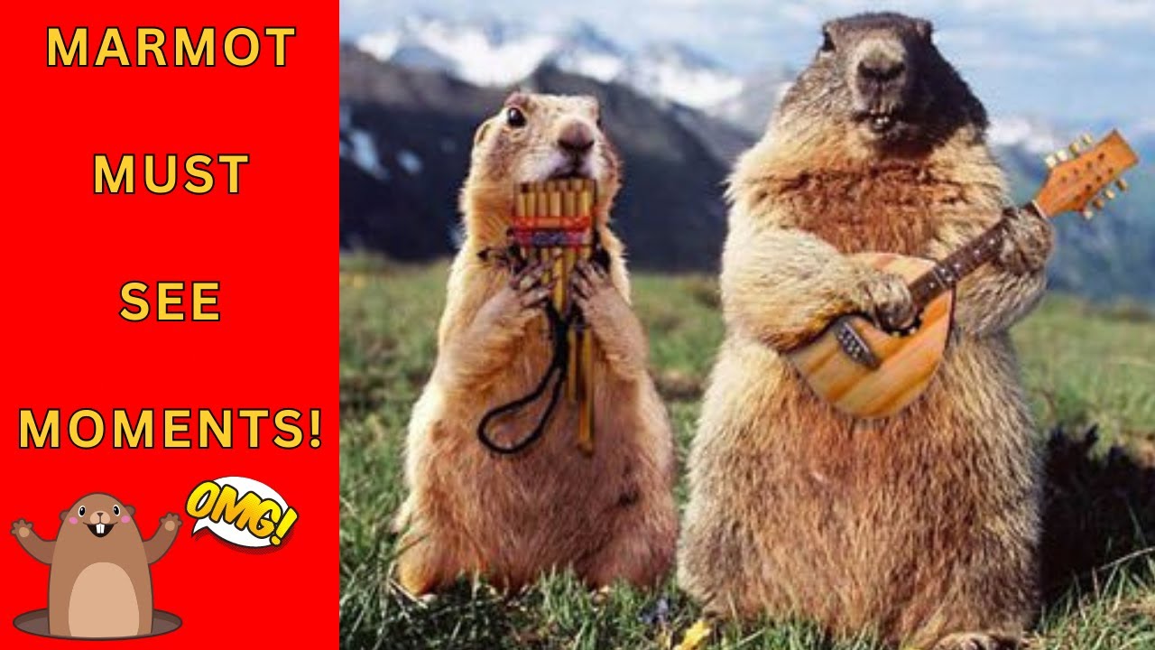 COMPILATION: Marmot Madness: The Funniest Marmot Videos on the Internet!