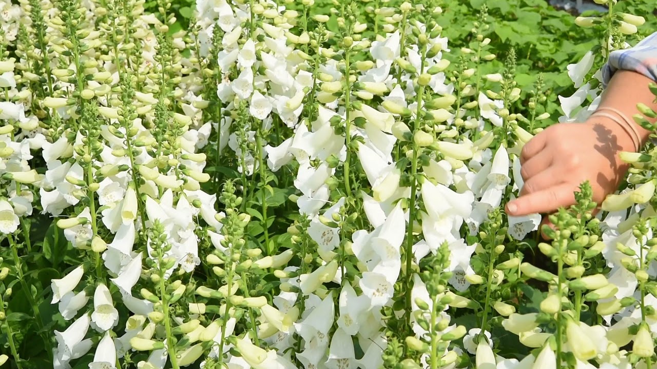 Digitalis 'Camelot Series'