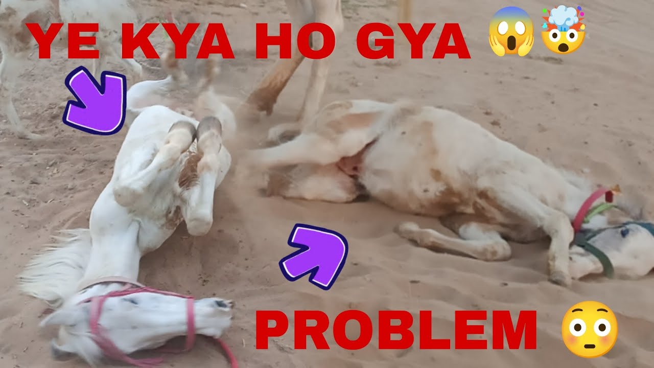 AAJ BAHUT DIN SE GHODI KI SAWARI  KI 😀 PER SHEERA AUR NAINA KO KYA HOGYAA 🤯😱