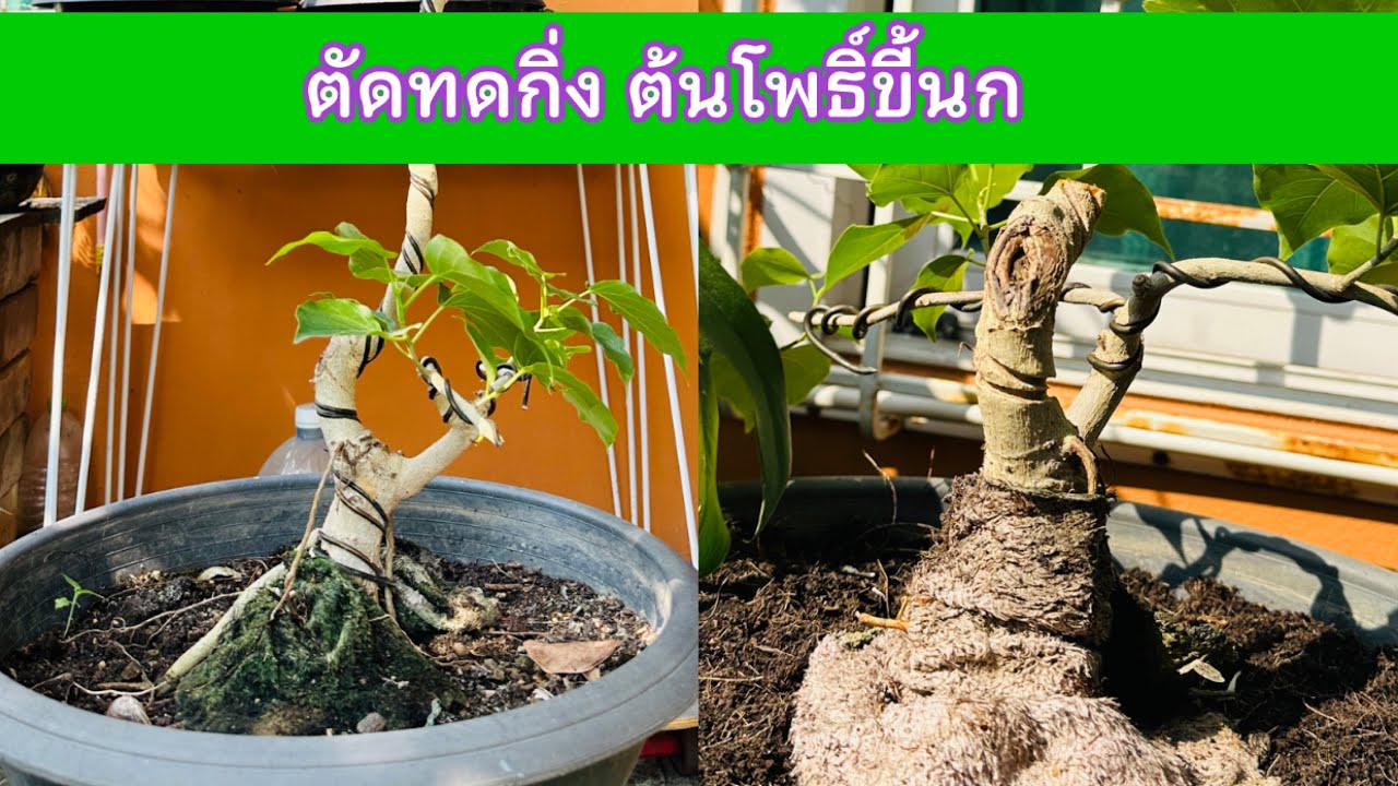 ตัดทดกิ่ง ต้นโพธิ์ขี้นกบอนไซ | Bodhi bonsai