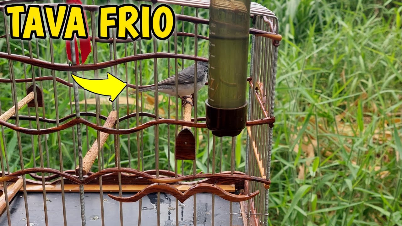 foguear golinha frio gelado