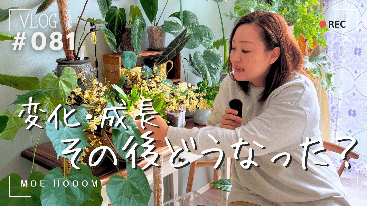 【植物たちのその後】その後どうなったの？成長をご紹介（Vlog/081）