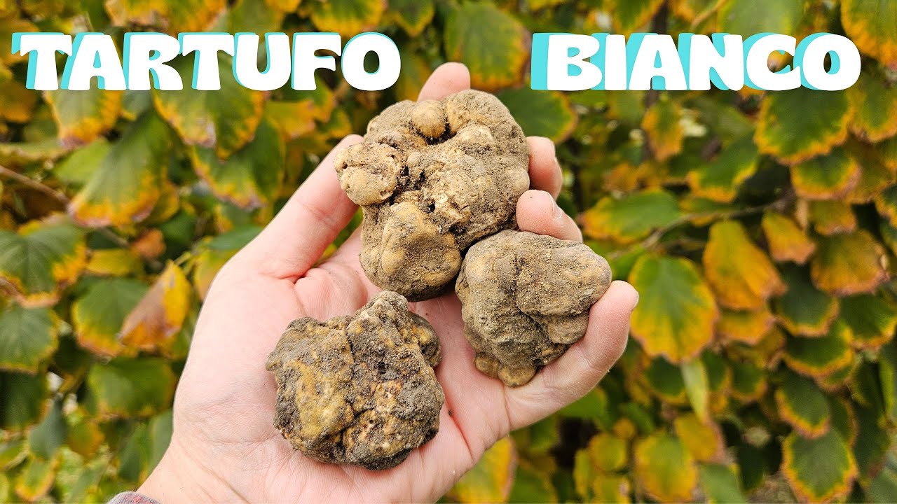 TARTUFO BIANCO: SI INIZIA A FORARE