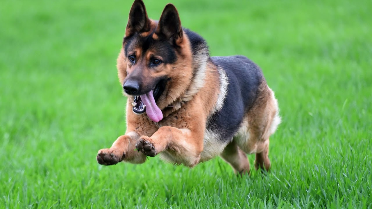 Angry German Shepherd Barking and Growling sound effect 4K