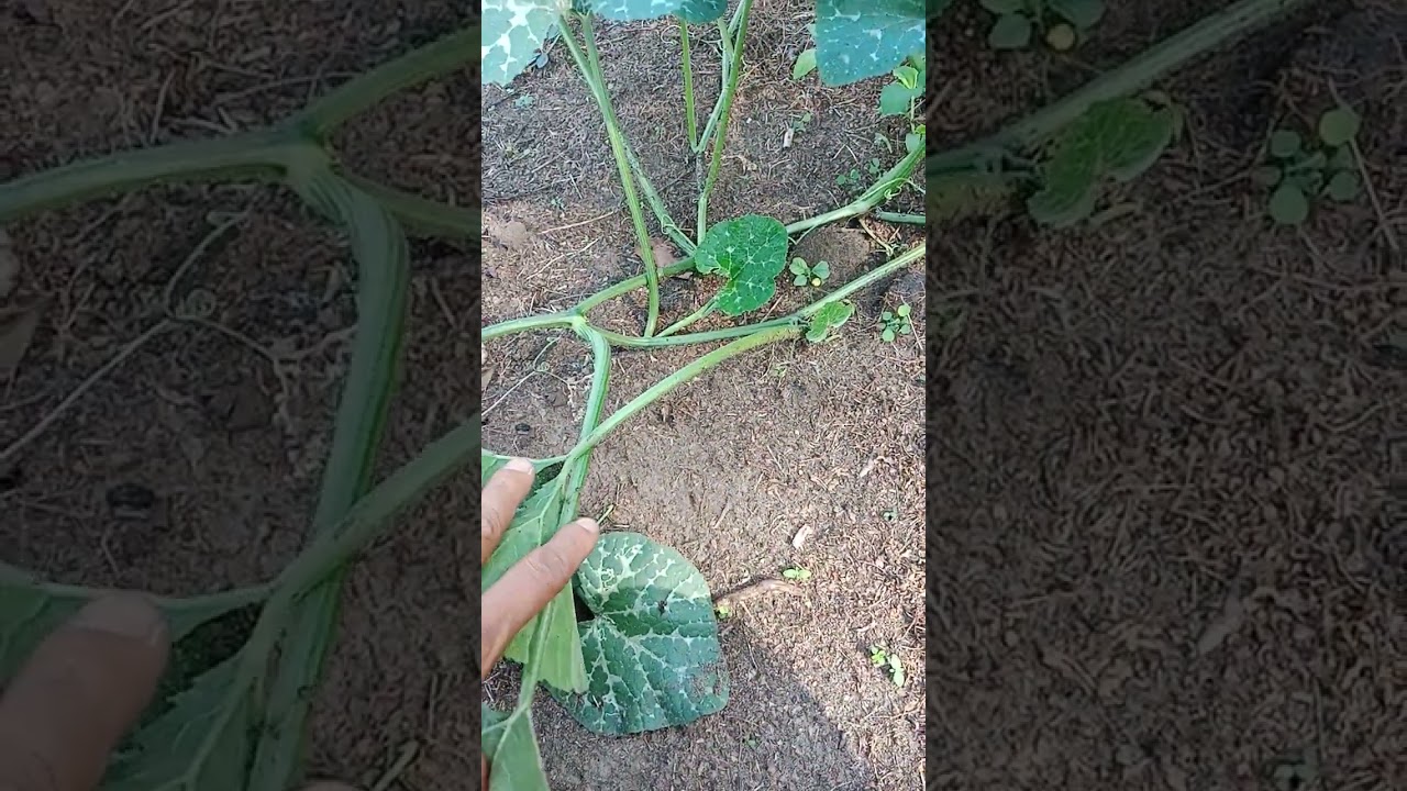 Ito ang magandang paraan sa pag pruning ng kalabasa