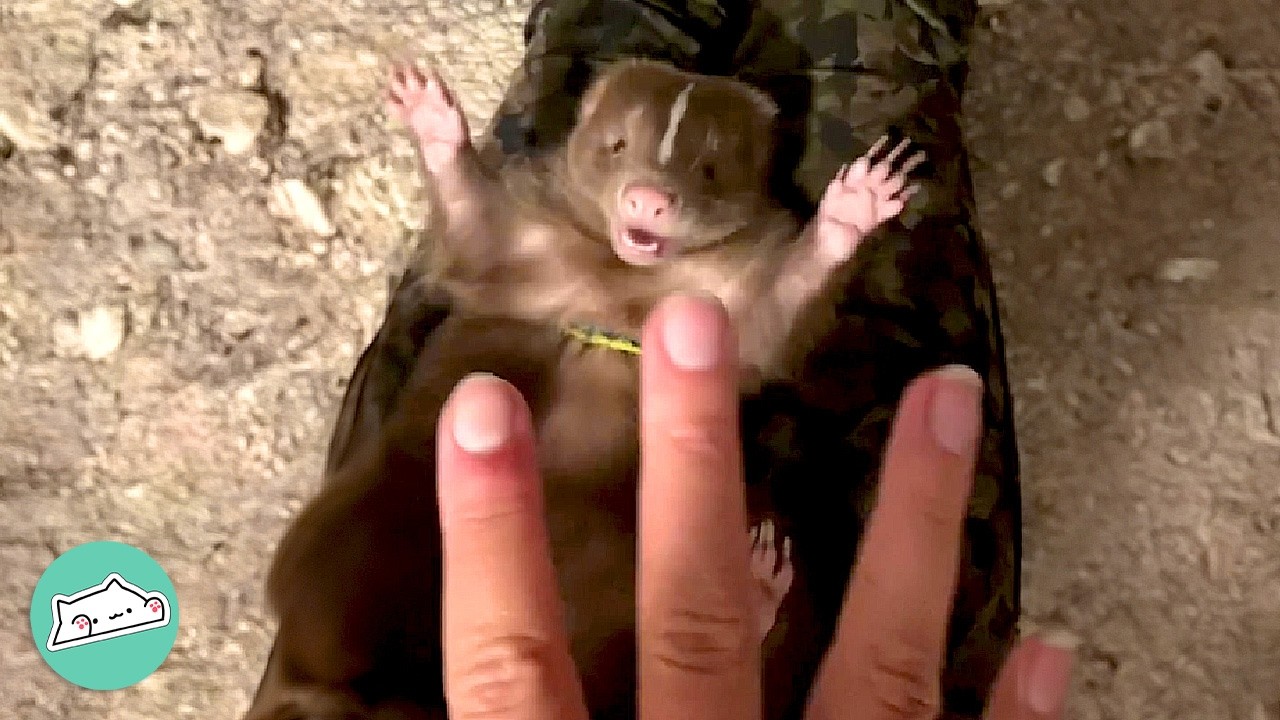 Brown Skunk Becomes A Woman's Dream Come True | Wild Buddies