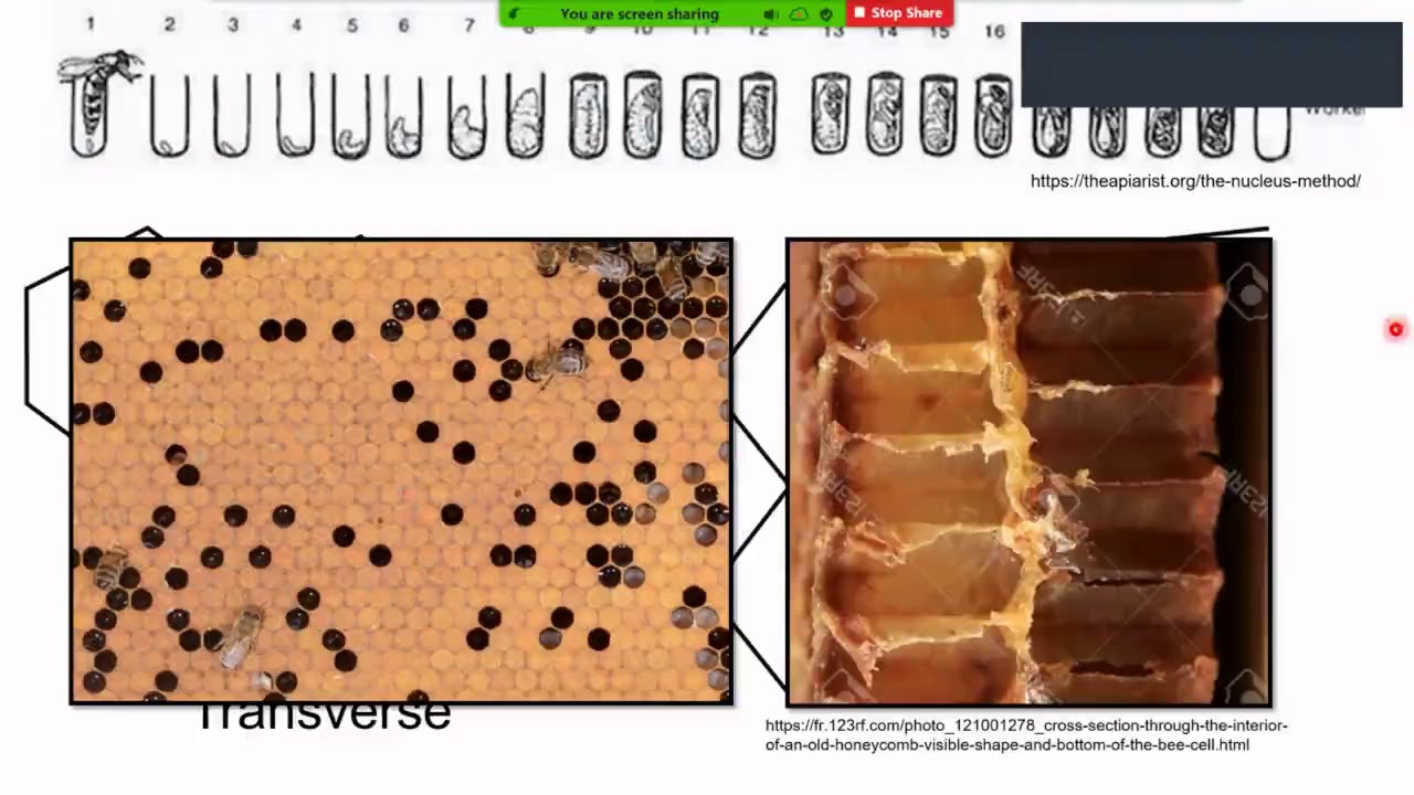 American FoulBrood (AFB)