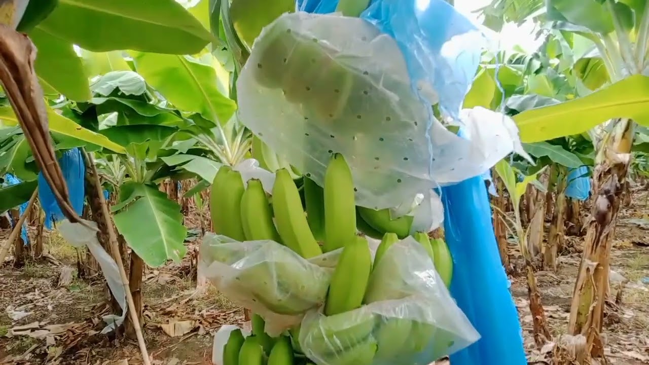 THREE SECRET PAANO MAKUKUHA ANG CLASS A SA SAGING CAVENDISH #banana