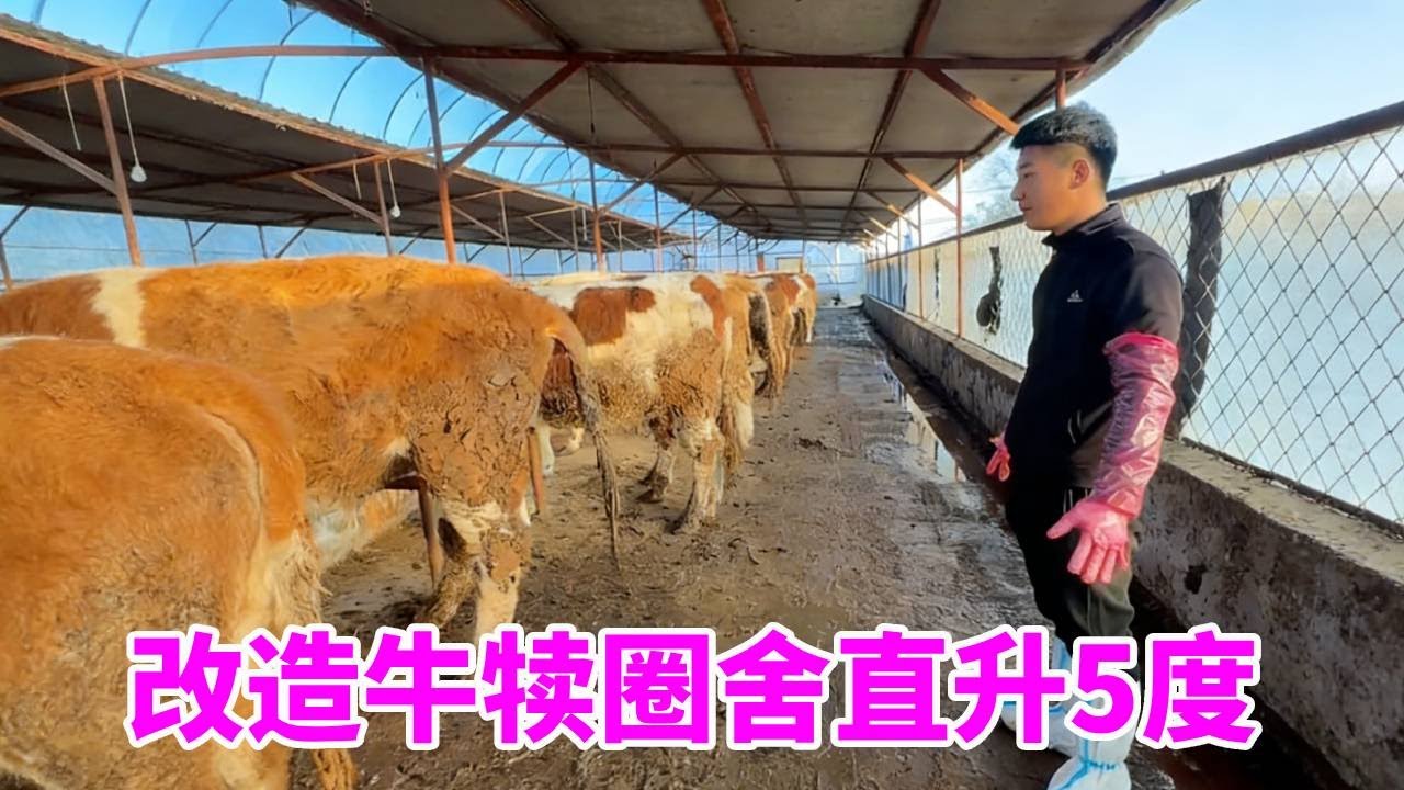 全能老爸耗时一月改造牛犊圈舍，一张塑料布，圈舍温度直升 5 度 #养牛人#日常 #爸爸辛苦了#三农#创业 #生活 #日常 #养殖
