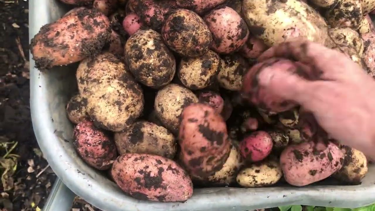 Potato Reveal:  Maincrop  Harvest 2023 | Sarpo Mira/Cara/Setanta 😁🌱💚🙏✨🥔🔥🍄🙌🙌🙌🙌 #potatoreveal