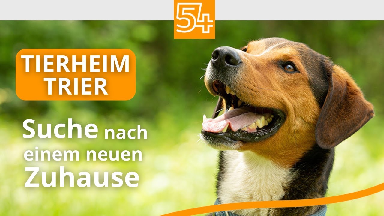 Tierheim Trier: Viele Tiere, wenig Platz