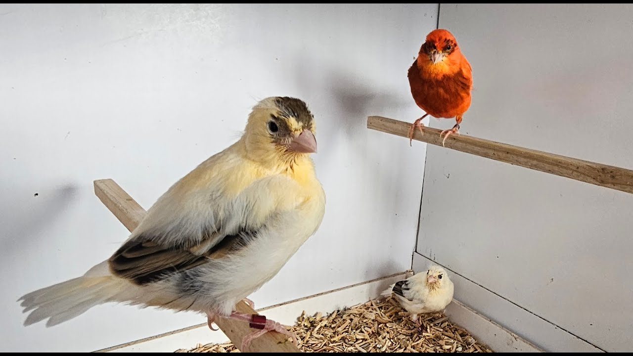 Red Canary Breeding Season (video 9)