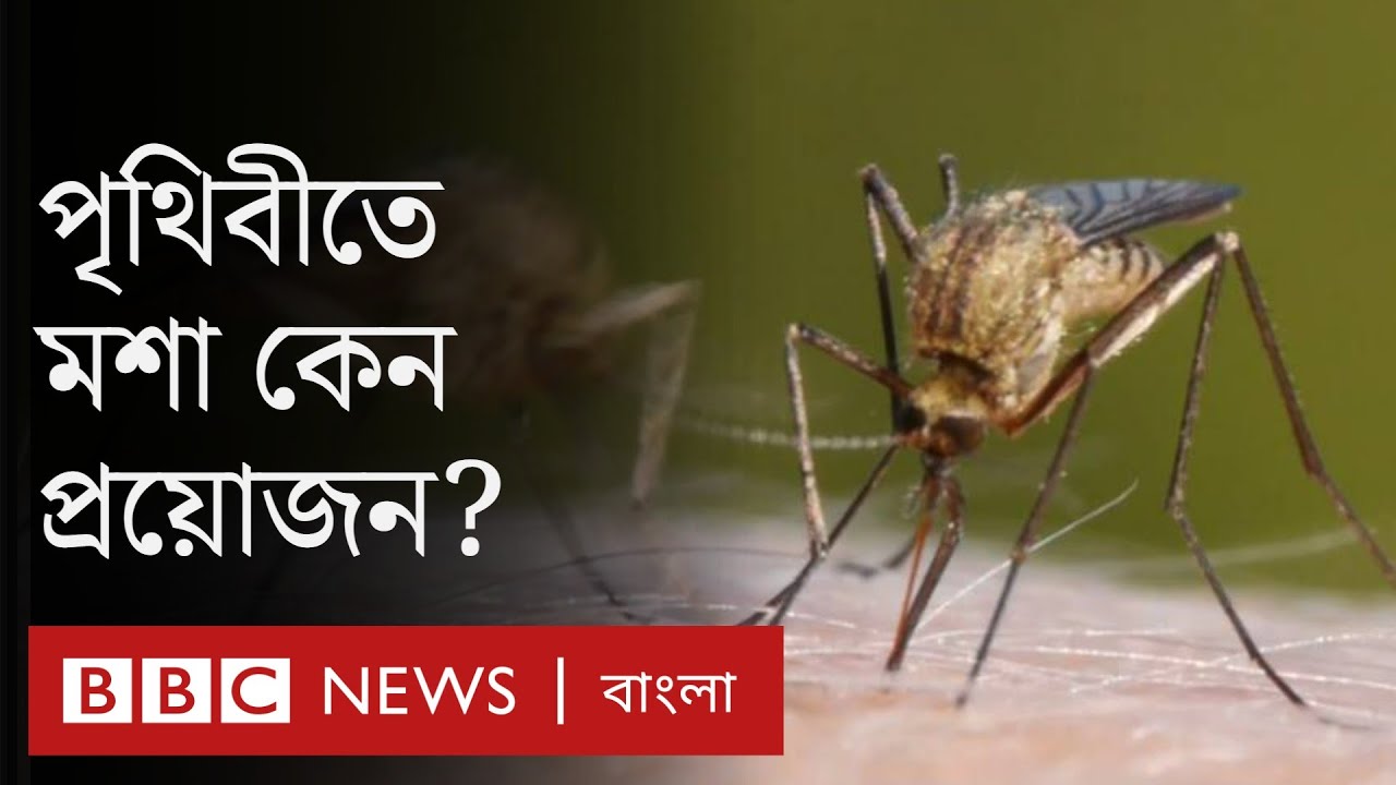 মশা: কামড়ানো ছাড়া মশার আর কী উপকারিতা আছে?