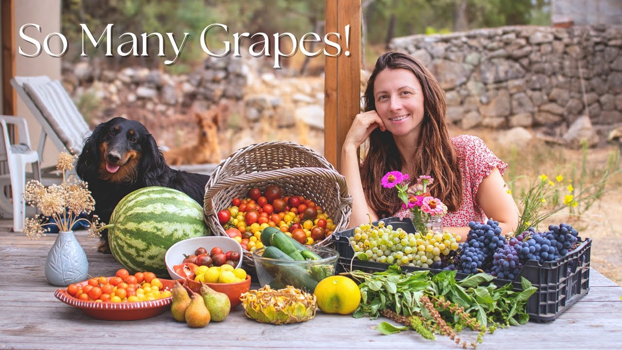 Huge Harvest on our Homestead | Our Most Successful Summer Garden