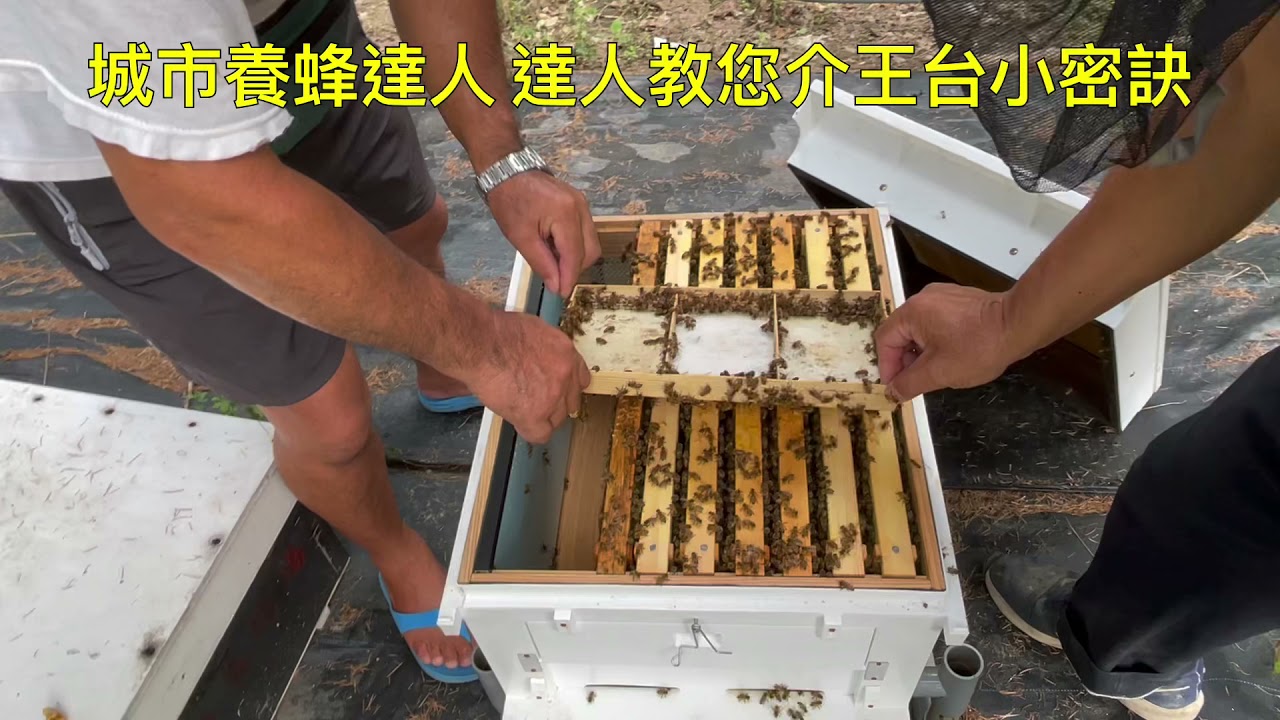 城市養蜂達人 養蜂達人介王台小秘訣