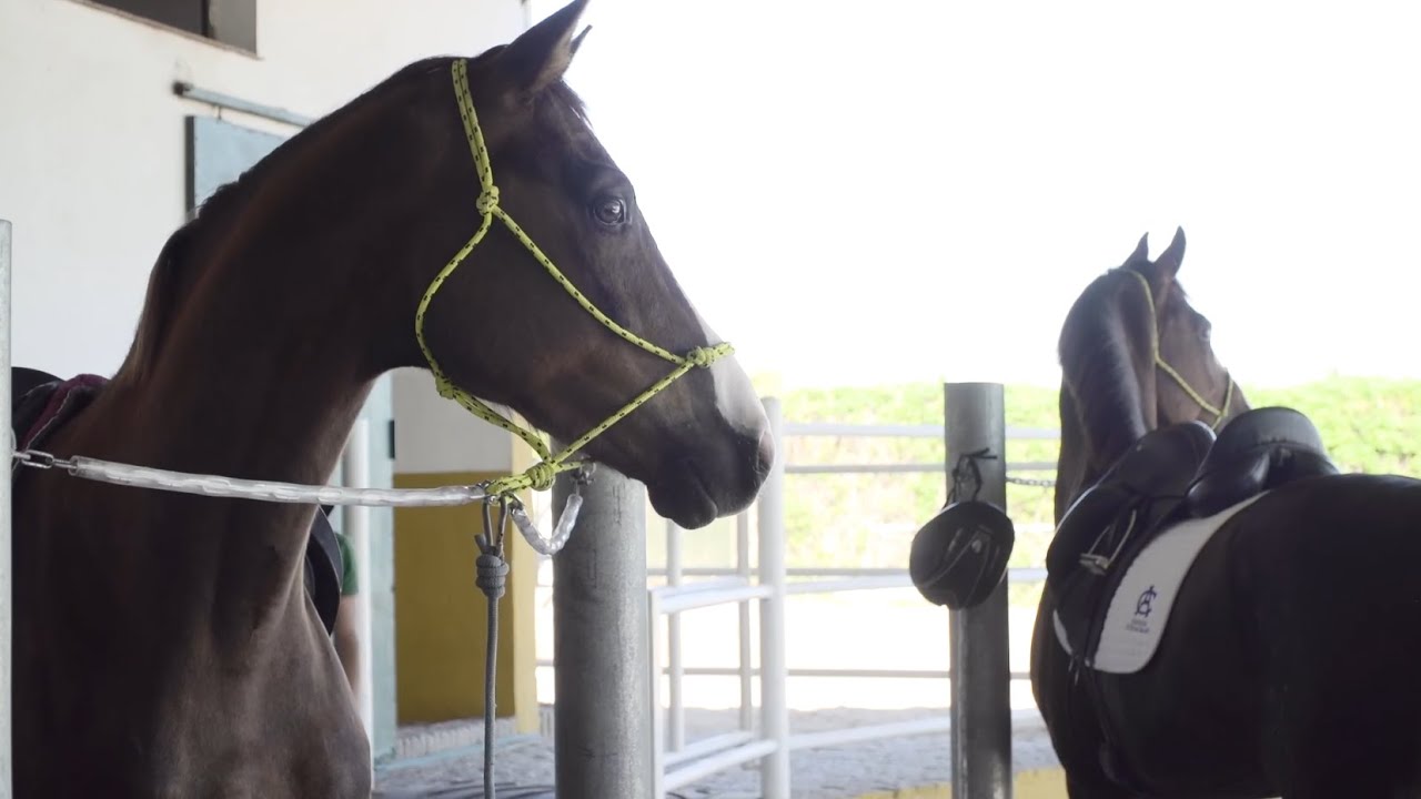 TODOCABALLO Capítulo 84: Los caballos de deporte de la Yeguada Ramírez