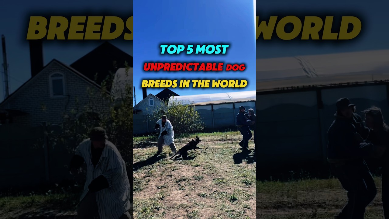 5 najbardziej nieprzewidywalnych ras ps&oacute;w na świecie #canecorso #rasapsa