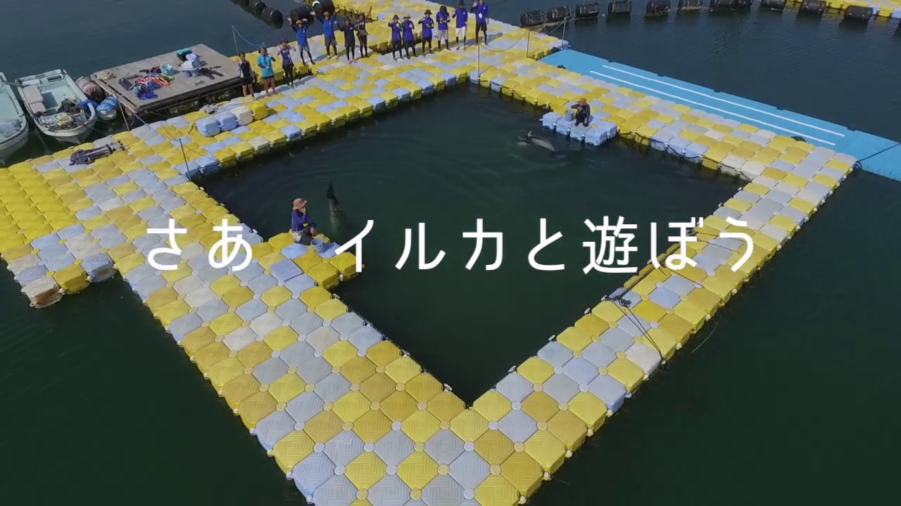 日本ドルフィンセンター　オープニング