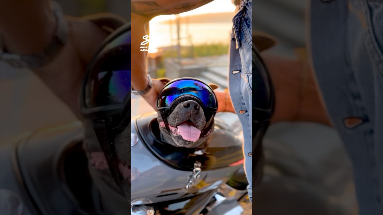 Staffy Riding Motorbike with Owner! 🥺 #dogs #motorbikes #cute