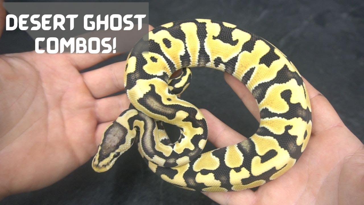 RCR Desert Ghost Combos! 2022