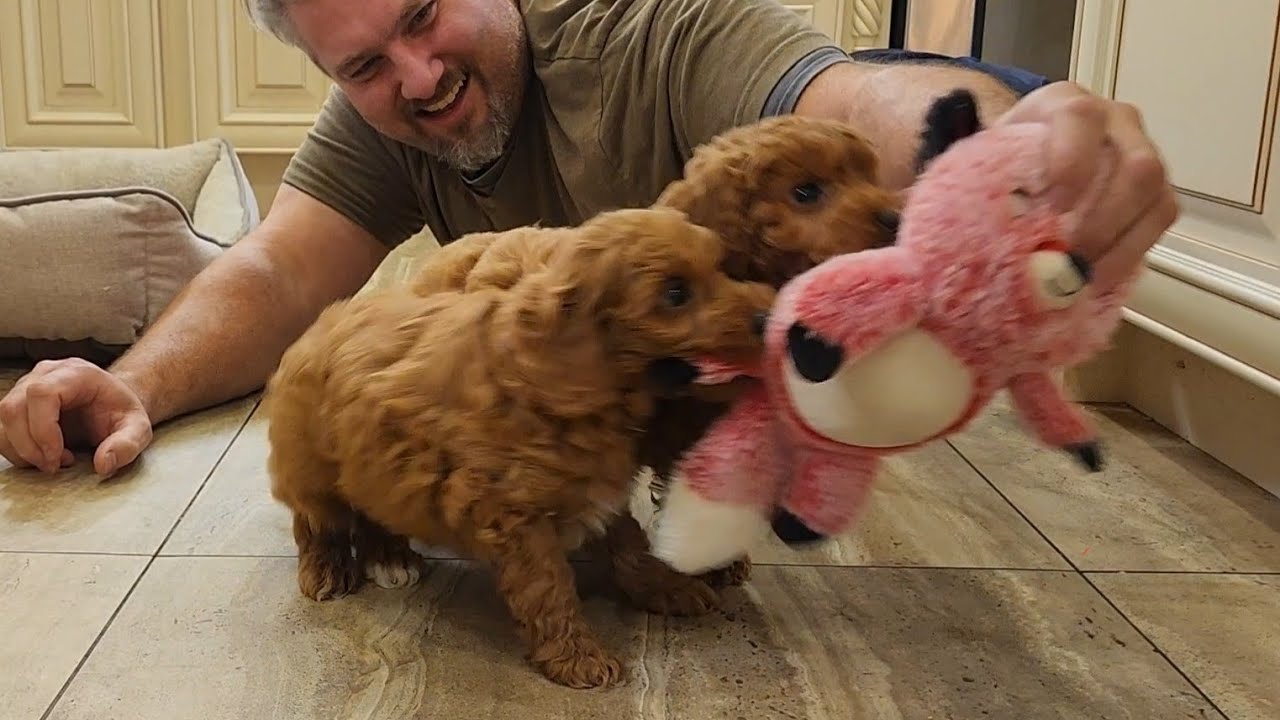 😍 Очаровательные щенки кокапу F1B 🐶