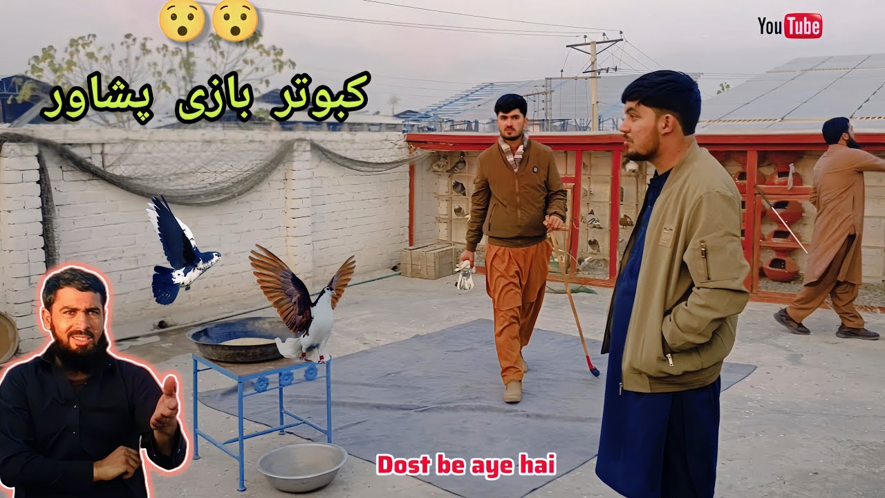 😳 Kabootar Bazi 2026 | Lambi orran 🧐 ! #pigeon 