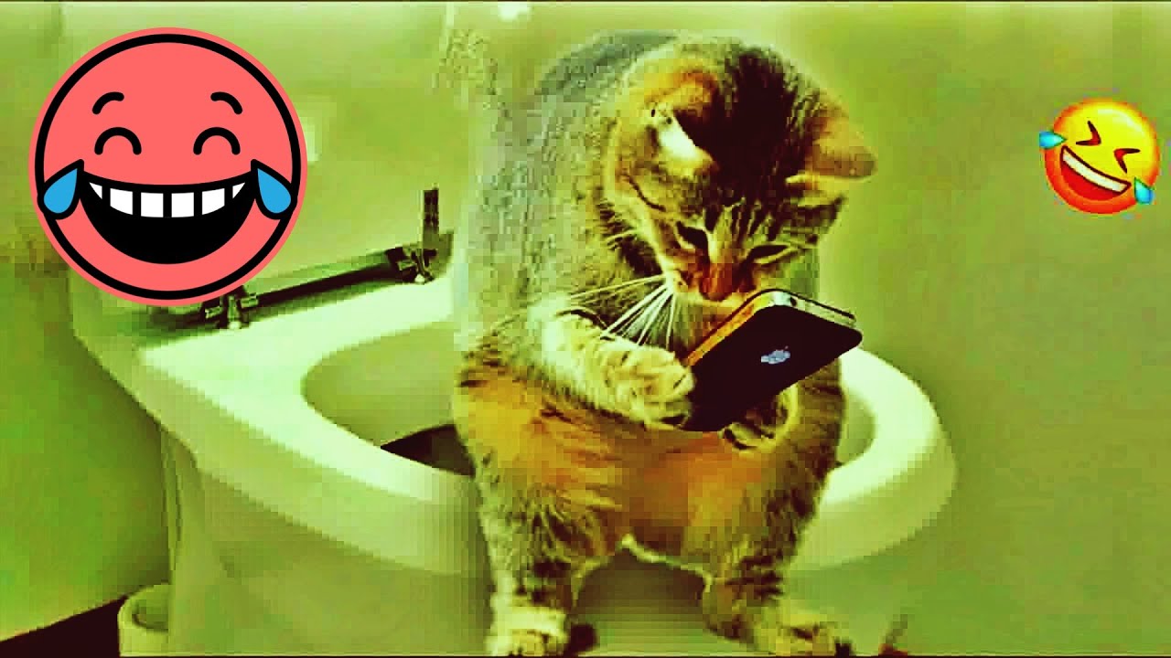 𝐅𝐮𝐧𝐧𝐲 𝐃𝐎𝐆𝐒 𝐚𝐧𝐝 𝐂𝐀𝐓𝐒 𝐕𝐢𝐝𝐞𝐨𝐬 𝟐𝟎𝟐𝟒 🐶🙀😻 𝐁𝐞𝐬𝐭 𝐅𝐮𝐧𝐧𝐢𝐞𝐬𝐭 𝐀𝐧𝐢𝐦𝐚𝐥 𝐕𝐢𝐝𝐞𝐨𝐬 😸