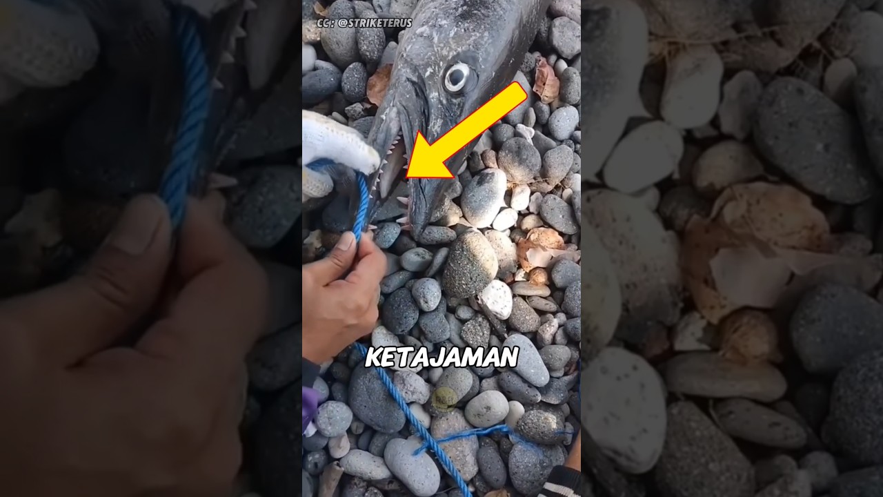Beginilah tajamnya gigi ikan barakuda😱