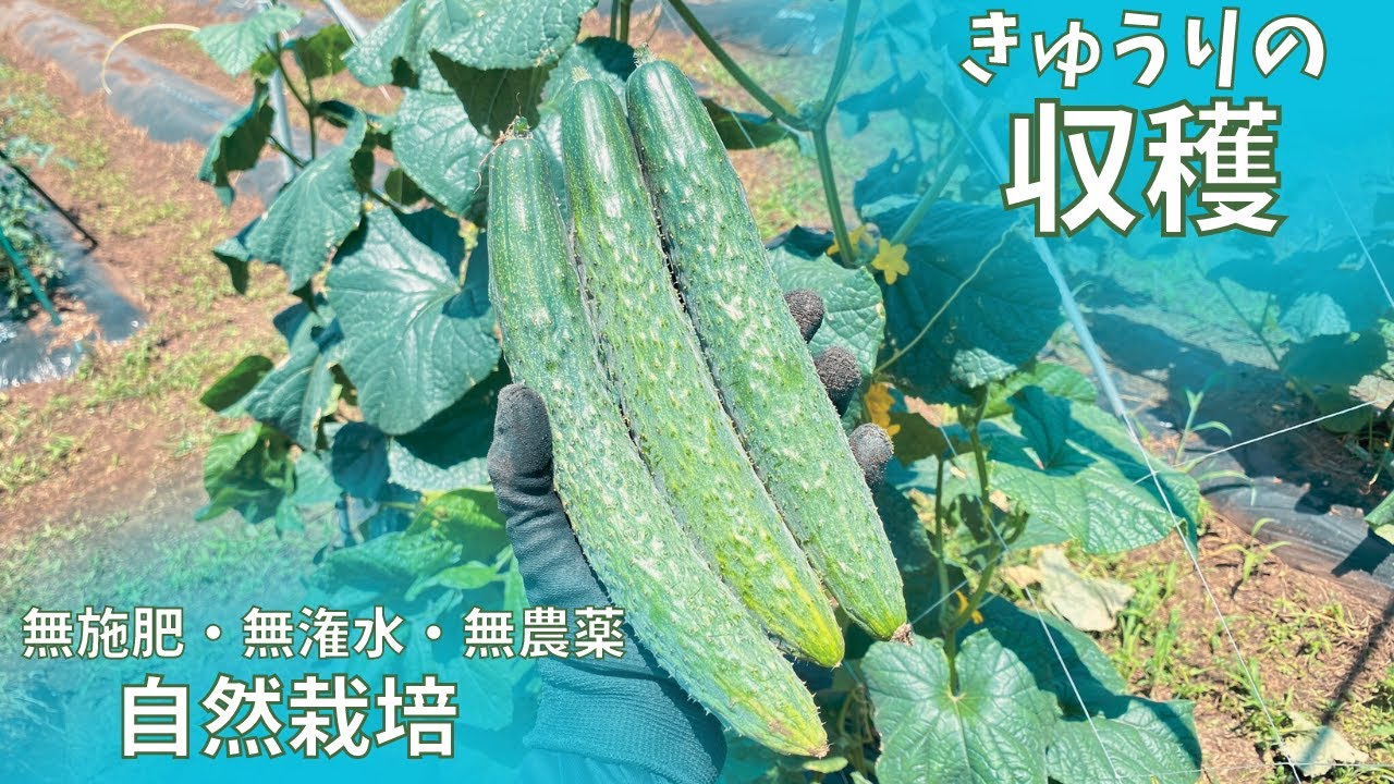自然栽培で育つ固定種きゅうりの様子と収穫風景【#自然栽培 #家庭菜園】