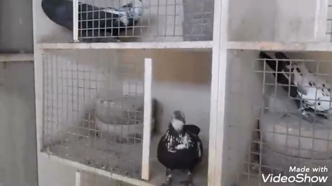 حمام النمر  الأسود pigeon pitrain