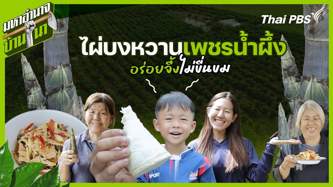 ไผ่บงหวานเพชรน้ำผึ้ง อร่อยจึ้งไม่ขื่นขม | มหาอำนาจบ้านนา