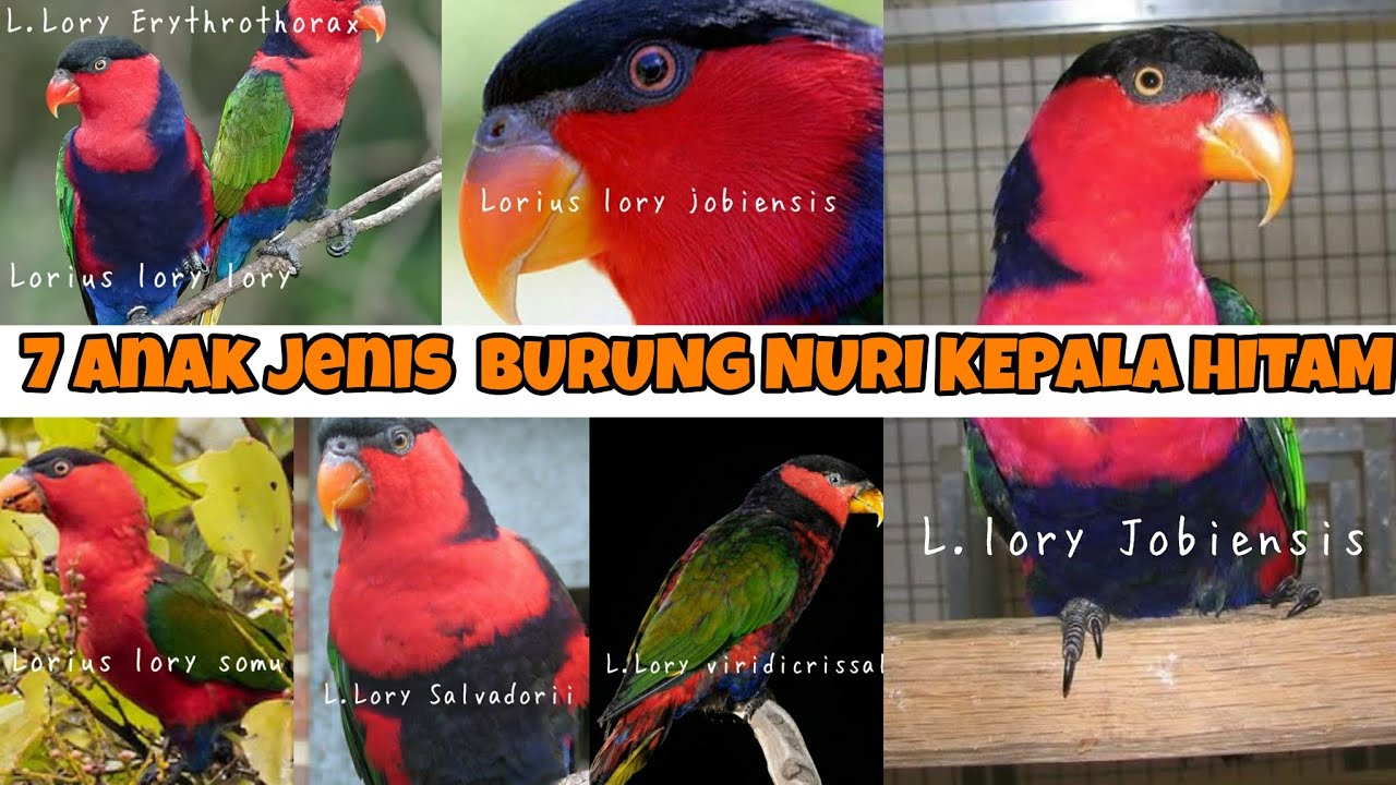 7 ANAK JENIS BURUNG NURI KEPALA HITAM..PARA BREEDER WAJIB TAHU.!!👍👍