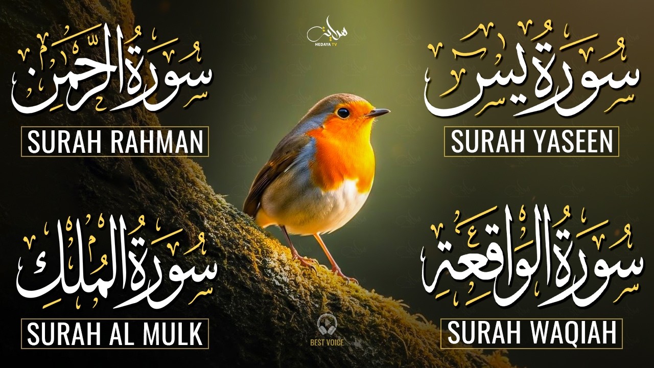 The Best Recitation Surah Yaseen (Yasin) | Surah Rahman | Surah Waqiah | Surah Mulk