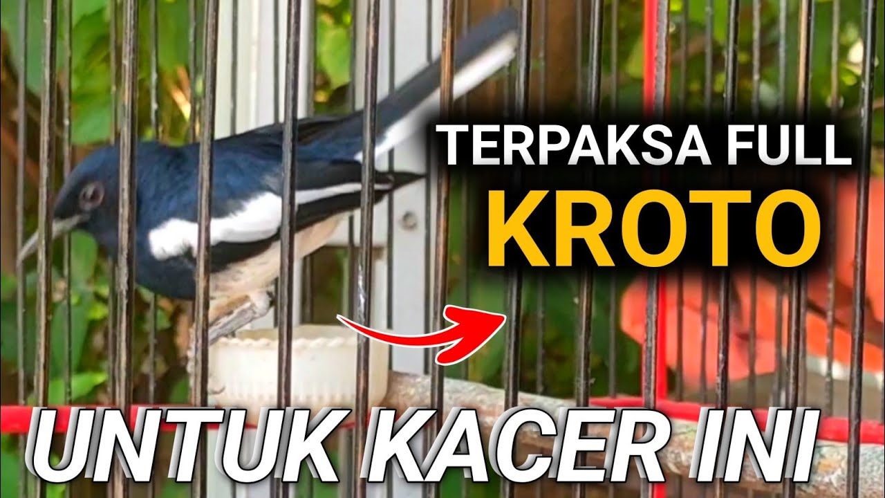 TERPAKSA FULL KROTO UNTUK MERAWAT KACER INI AGAR KACER TARUNG BONGKAR MATERI LAGI