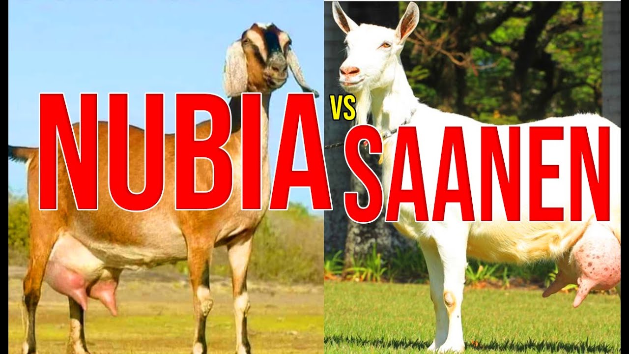 Cabras Nubia Vs Saanen, Descubre Cual Es M&aacute;s Rentable