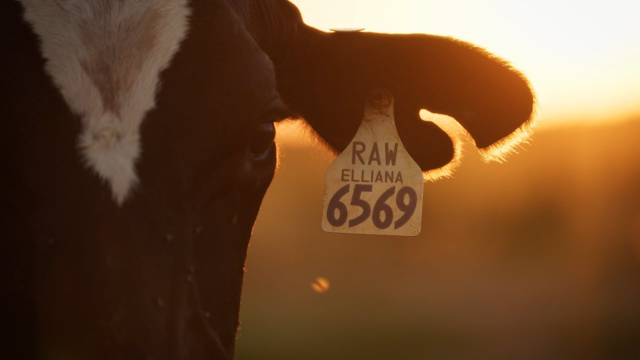 The TRUE History of Raw Milk