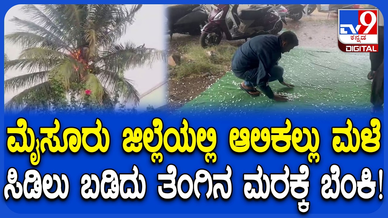 Rain in Mysuru: ಮೈಸೂರು ಜಿಲ್ಲೆಯಲ್ಲಿ ವರ್ಷದ ಮೊದಲ ಮಳೆ! ಆಲಿಕಲ್ಲು ಸಹಿತ ಭಾರೀ ಮಳೆ | #TV9D