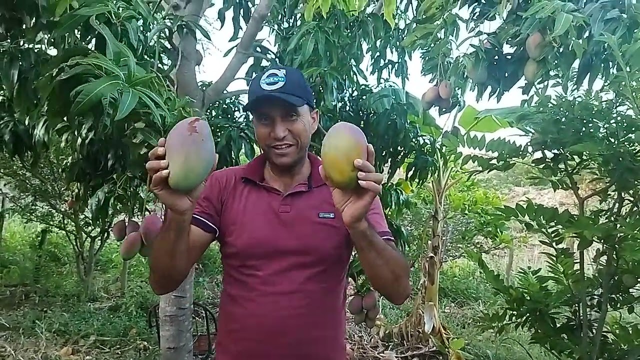 Colhendo frutas com minha esposa 🥭🥭❤️❤️❤️