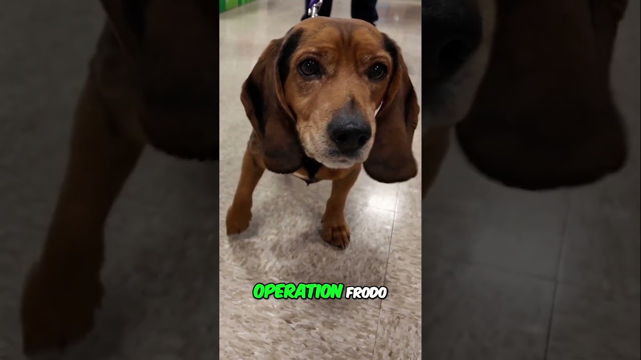 Rescue Mission: Join Operation Frodo 2024!