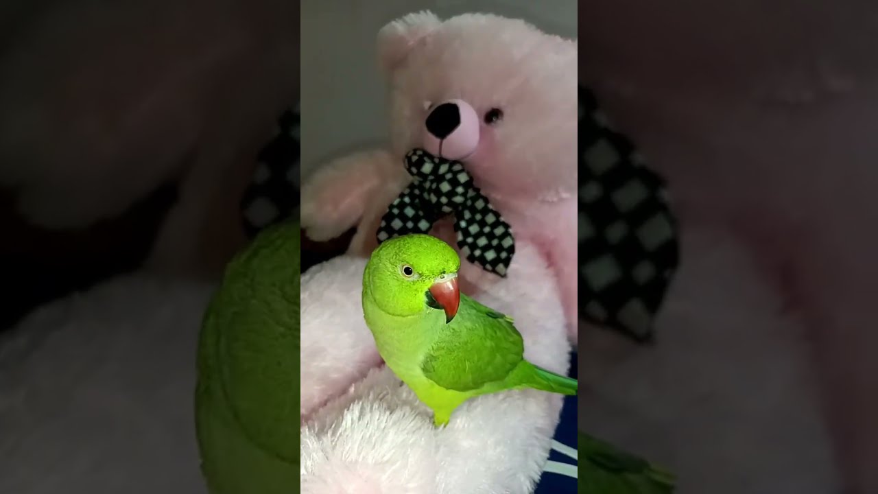 It's Anita  Muni is live