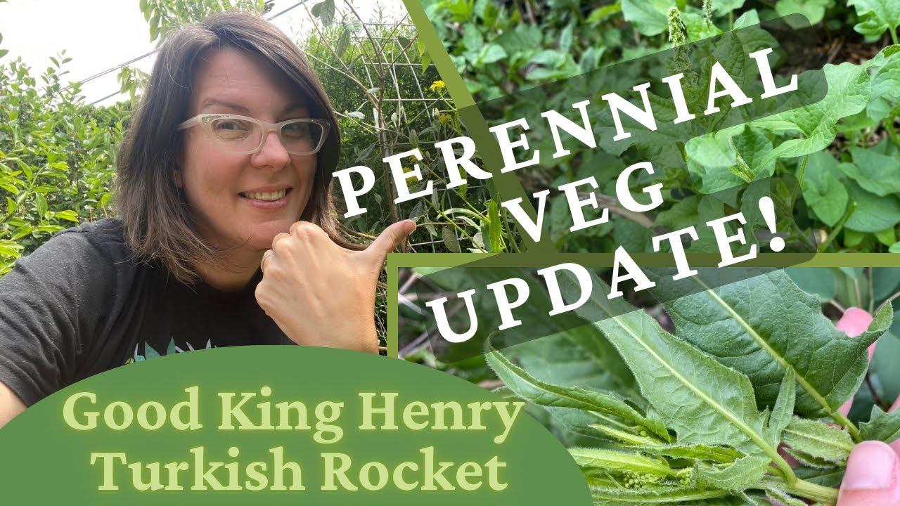 Good King Henry and Turkish Rocket Update 2023