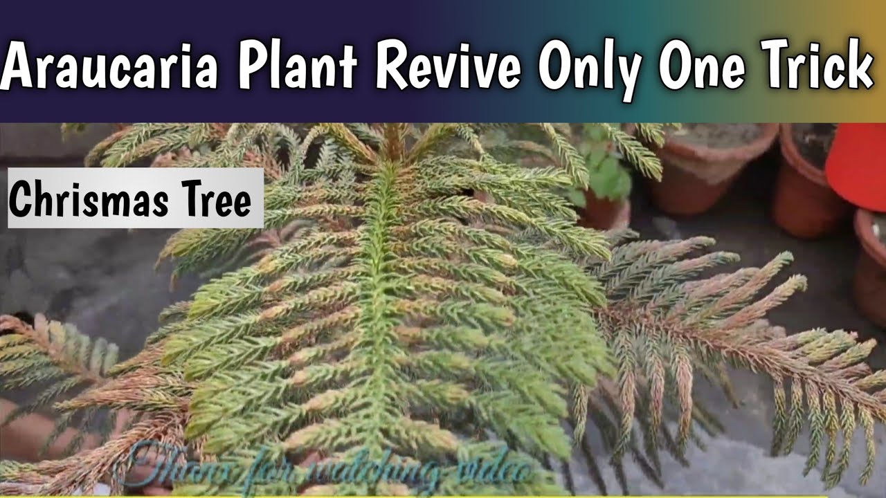 How To Save Dying Araucaria Plant🌴Save a Dying Araucaria Plant🤺Revive A Dead Plant🇮🇳