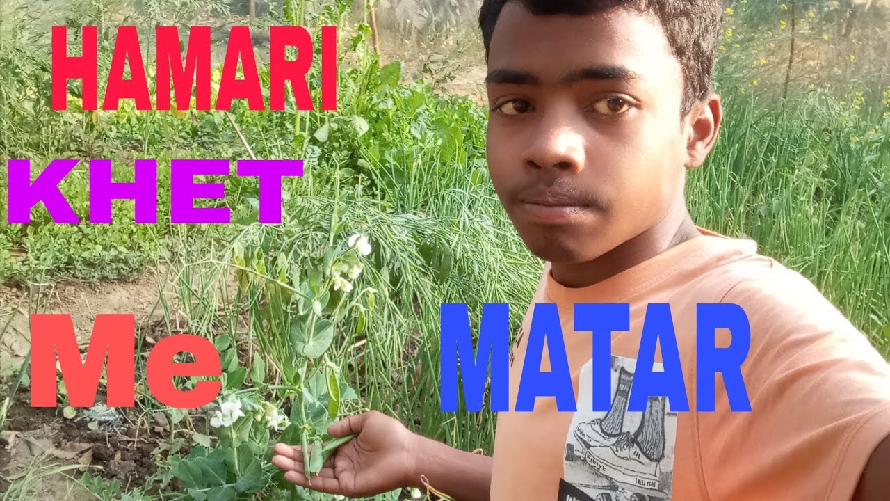 HAMARI KHET ME MATAR(myth 09 vlog)
