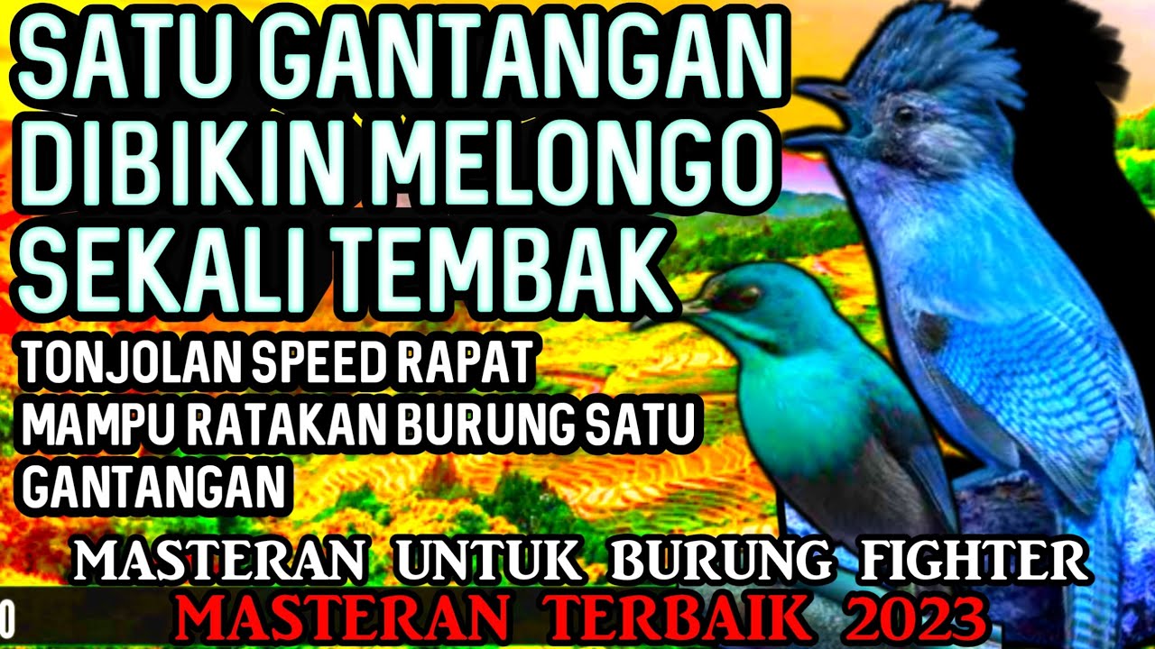 GANTANGAN DI BIKIN MERINDING SEKALI NAFAS || MASTERAN BURUNG KASAR ISIAN NGEROL TAJAM MATERI UEDAN