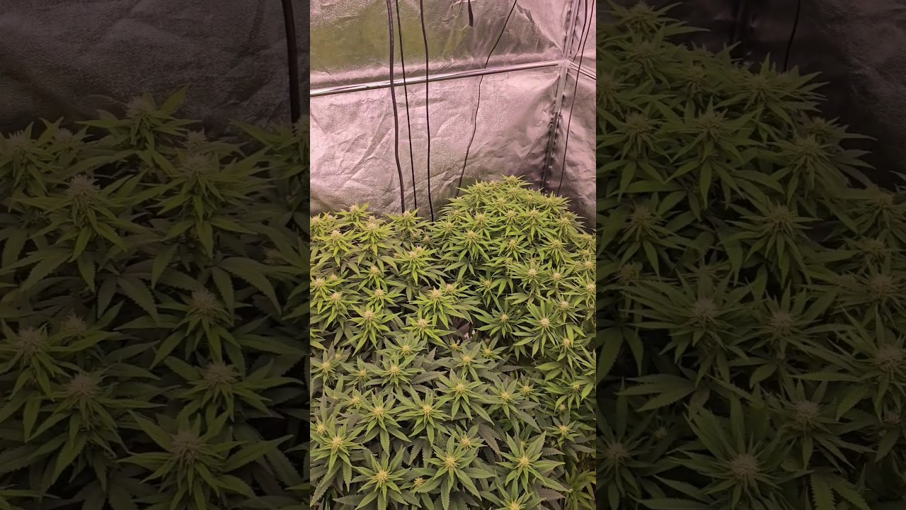 Critical + indoor planting (Pev seeds, Pevgrow) 4k60fps     #2  #420