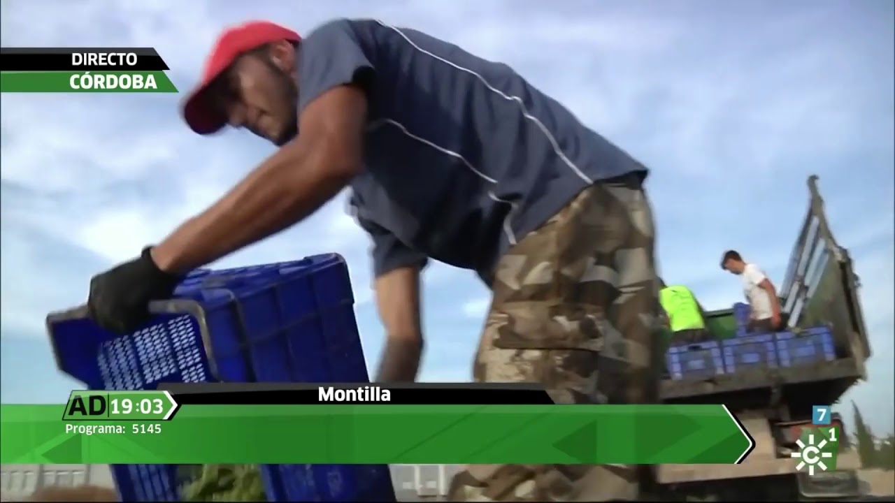 Las paseras de Montilla, en Andalucía Directo