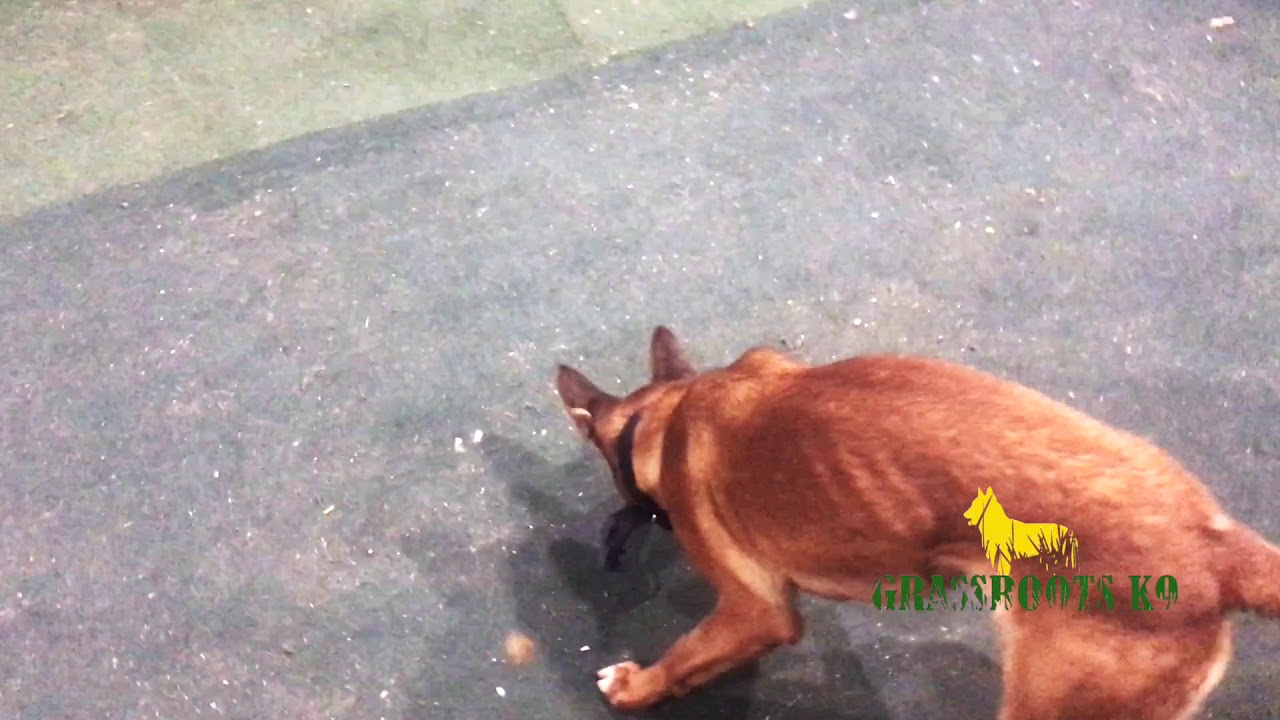 Police Dog Passive Indications | 5mm Object | Grassroots K9