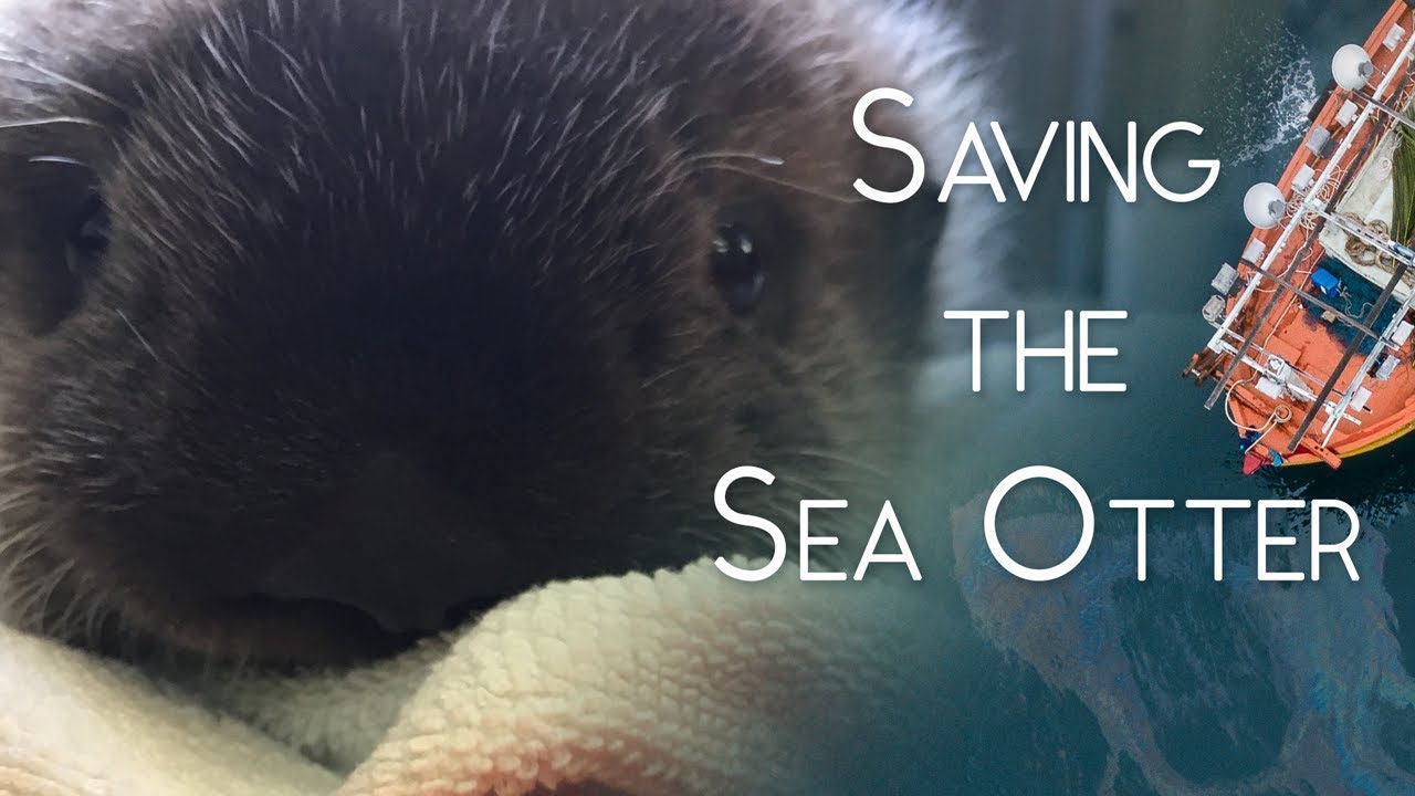 The Vulnerability of Sea Otters Explained