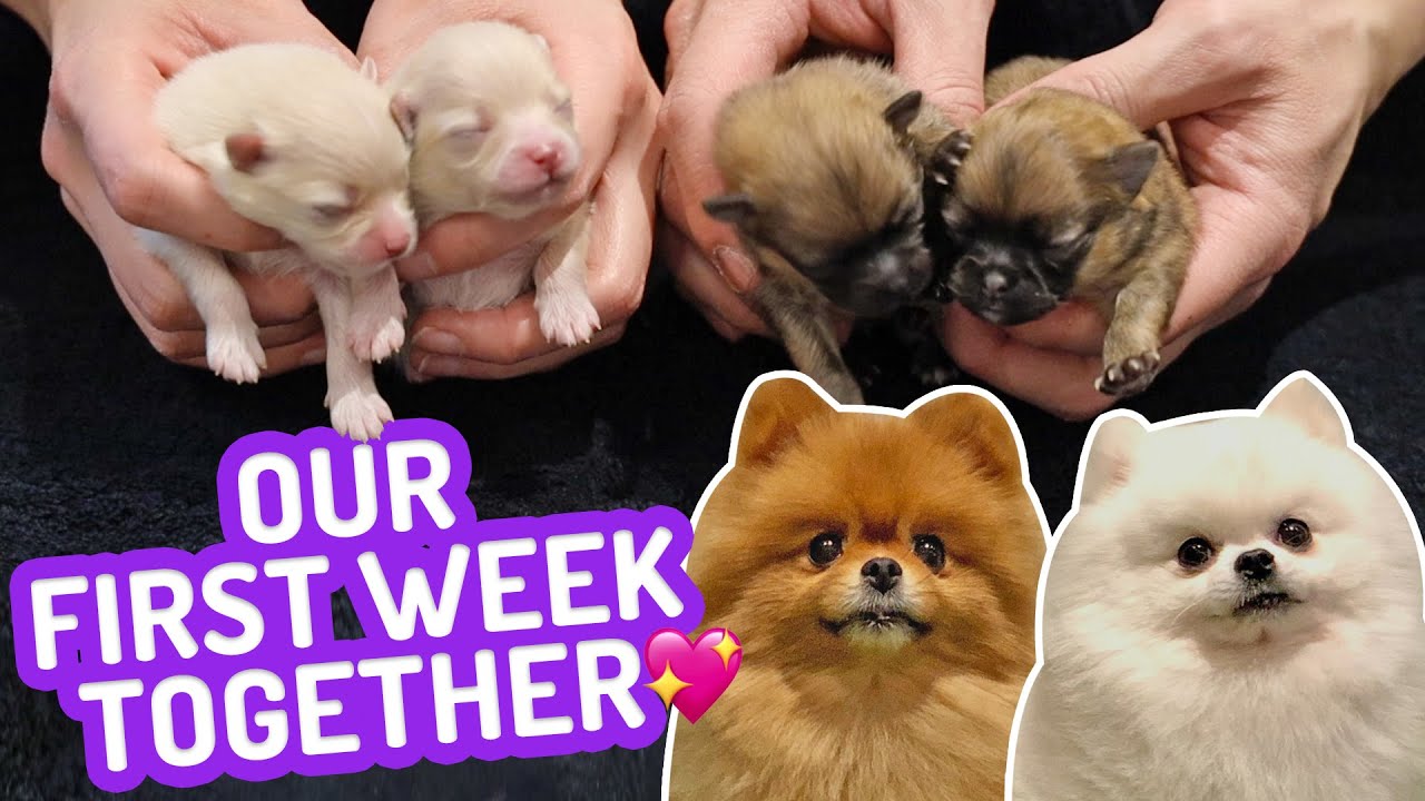 Our First Week Together! Newborn Pomeranian Puppies 🐶 One Week old Puppies | Cute Pom Dogs Vlog