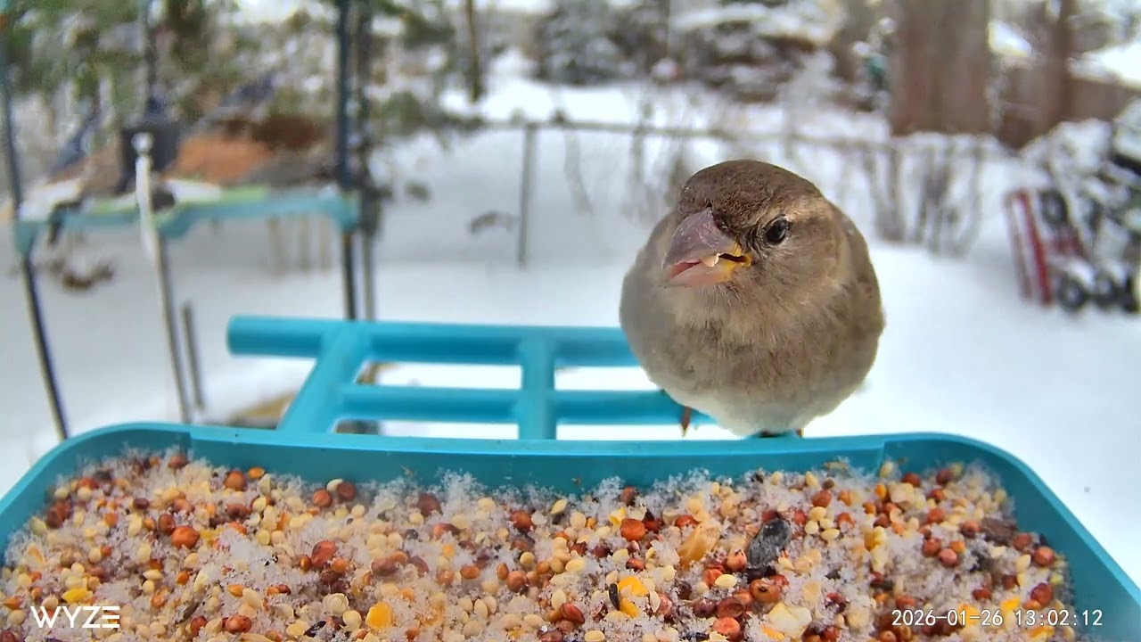 4 hour Cat TV Busy Birds Wyze Feeder Nature Cam 2026 01 27